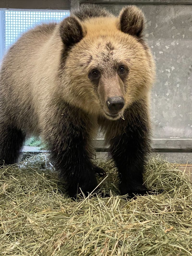 Zoo rescues a grizzly bear cub from Montana | Westside Seattle